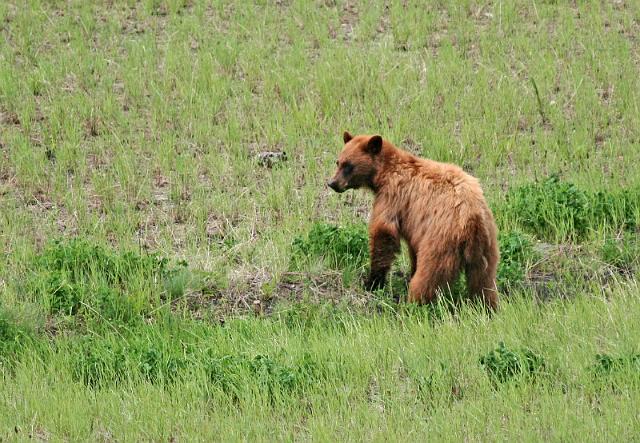 064 yellowstone, grizzly beer.JPG